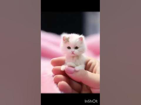 🐱🐱🐱😻😻😻🥰🥰🥰😍😍😍😘😘😘 ♥♥♥ ️ ️ ️ #кошки #милыекотята #shorts - YouTube