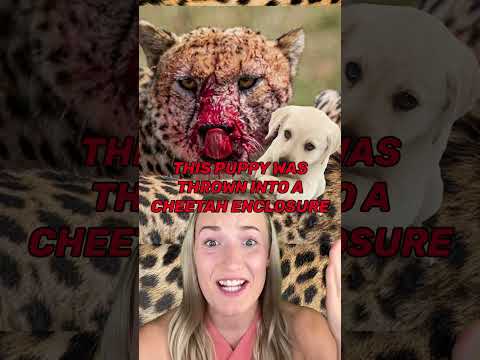 Video: Pet Scoop: Suvyta moteris, sujungta su pabėgusia katė, šuniuko komfortu Cheetah Cub