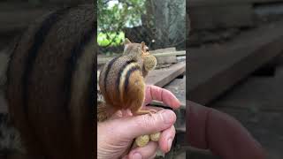 Chipmunk Begs For Peanuts