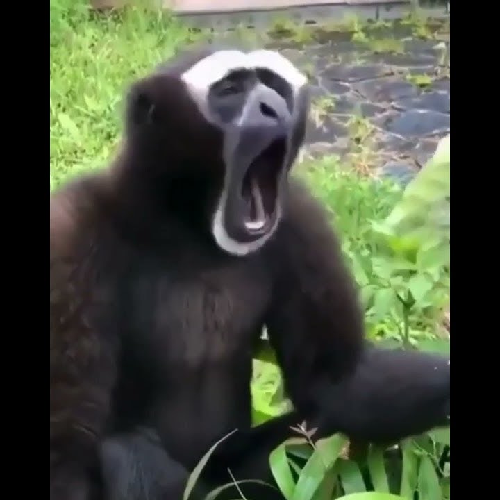 cewek hijab buka baju