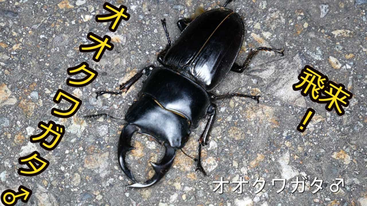 オオクワガタ 2 2 飛来 ライトトラップ完全版21年8月6日 Youtube