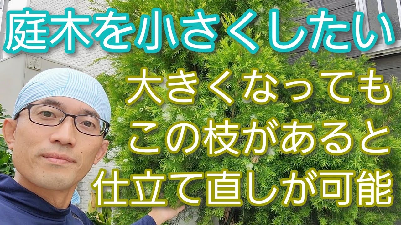 【庭木を小さくする剪定】大きくなった木を仕立て直す方法(2022年5月)→半年後の様子は概要欄リンクより🌳🌱