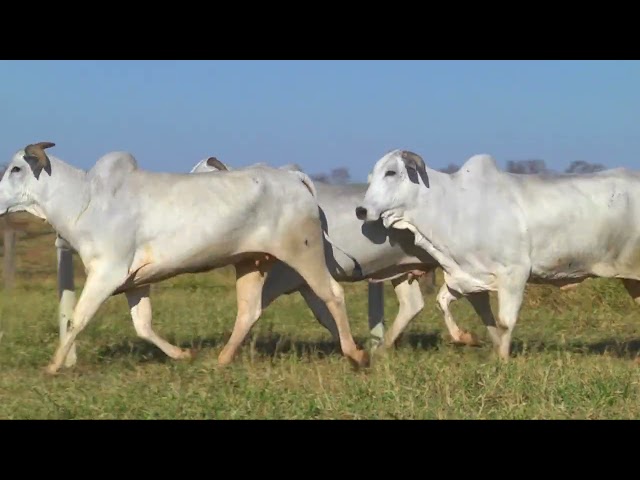 LOTE 27   808 848 892 mp4