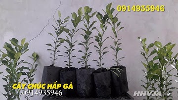 CÂY CHÚC - BÍ QUYẾT TUYỆT HẢO ĐỂ LÀM NÊN MÓN NGON GÀ HẤP LÁ CHÚC VÀ NHIỀU MÓN KHÁC