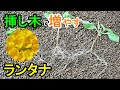 ランタナの挿し木 土挿しと水挿しで