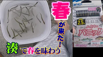 茨城稚鮎 茨城稚鮎