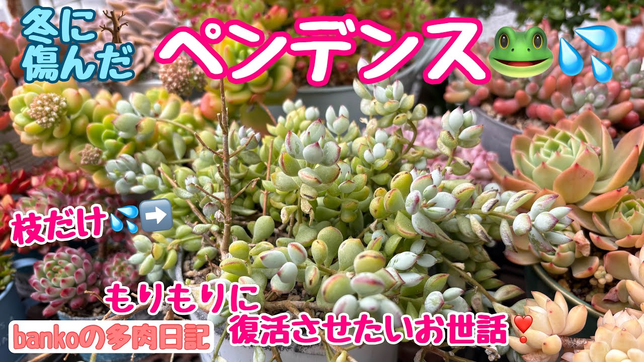 【多肉日記#369】意外と〇〇❓💪🐸夏冬弱いペンデンスをもりもりに復活させたいお世話🪴楽天セールでおすすめのプラ鉢❣️