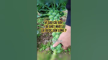 Loại cải bắp bị ghét nhất #shorts