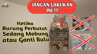 Perawatan perkutut MABUNG atau GANTI BULU