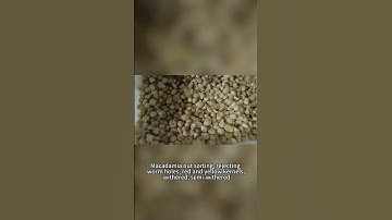 AI optical sorter for macadamia nuts kernel #opticalsorter #machine #sortingmachine