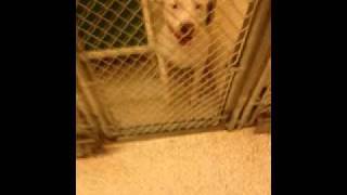 Angel Dogs Arms Of An Angel