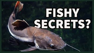 The Truth About CATFISH (EXPLAINED!)