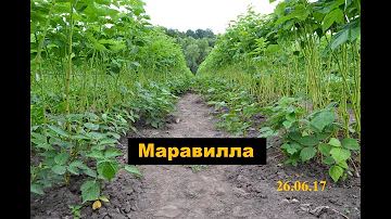 Малина Маравилла.  Зачем удалять листья...?