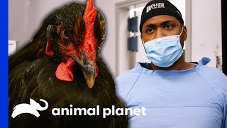 Chicken Needs Surgery After Being Attacked By A Coyote | The Vet Life