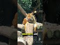 Anak Harimau Lucu yang Bisa Berubah Jadi Berbahaya