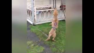 American - Pitbull Terrier