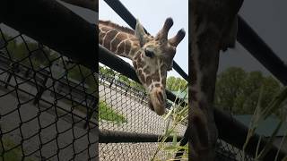 Amazing experience feeding a Giraffe! Wow!  #giraffe #wildlife #animals #zoo #reptile