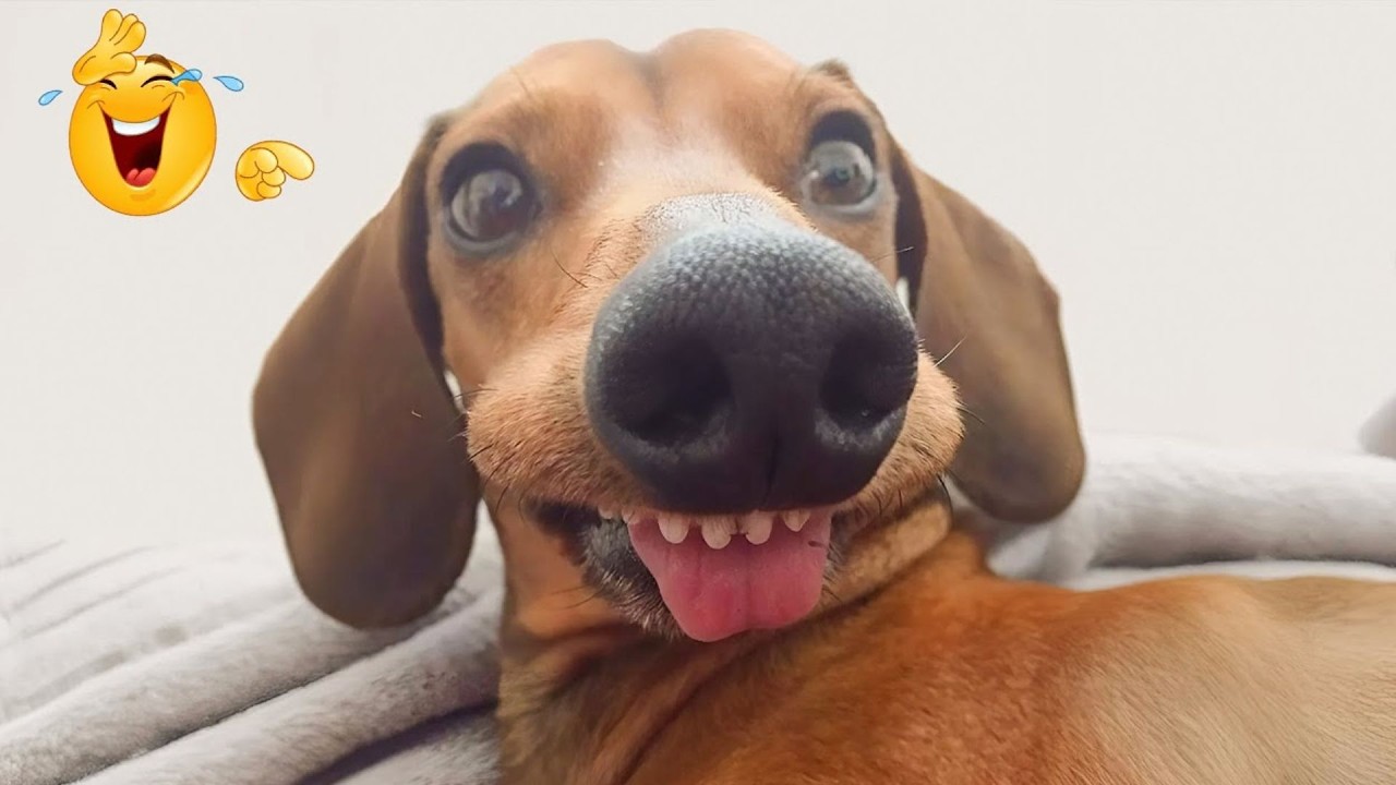 Hilarious Dogs That Will Make You Laugh Instantly 😂🐶 Funny Dog Video 2026