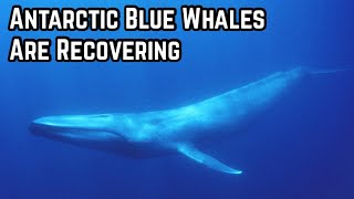 Antarctic Blue Whales are Recovering