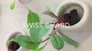Virtual Tour Of Our Research and Development Greenhouse