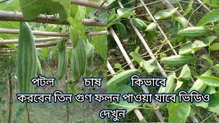 পটল চাষ পদ্ধতি কিভাবে চাষ করবেন তিন গুণ ফলন পাওয়া যাবে ভিডিও দেখুন পটল চাষ portal SAS