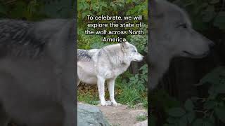 Wolf Webinar