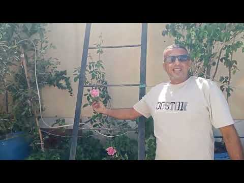 بسم الله ما شاء الله تبارك الله مجموعه من الفواكه الاستوائيه متاح التوصيل 01282809229