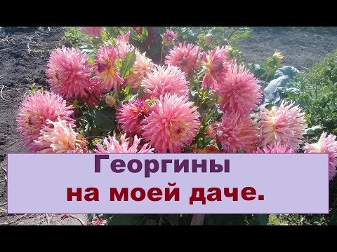 Обзор моих цветов на даче. Георгины 2019 г.