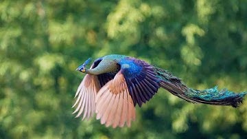 أجمل واروع قراة للشيخ عبد الله عواد الجهني (سورة ق )