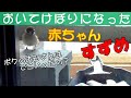 赤ちゃん雀の小さな大冒険!ひとりでできるもん♪【手乗り雀#5】