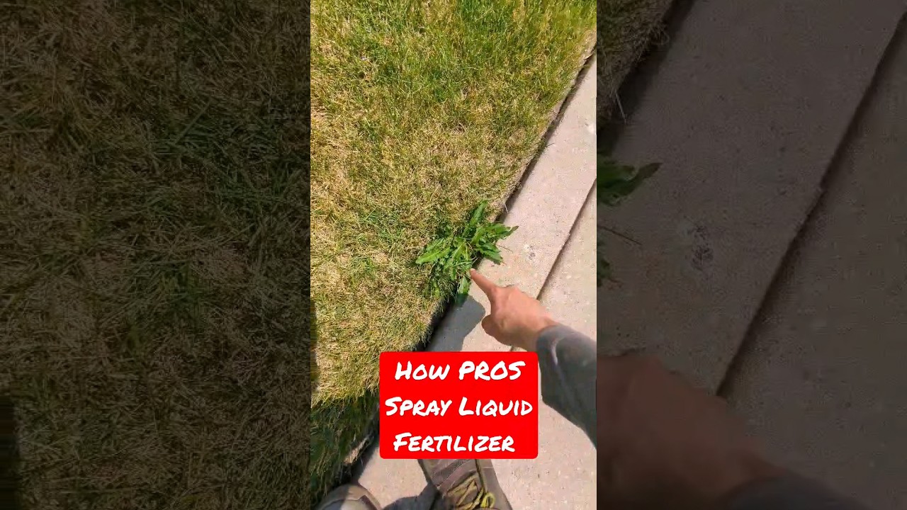 How PROS Spray Liquid Lawn Fertilizer without staining concrete #lawn #bluegrass #liquidfertilizer