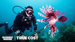 How Lionfish Invaded The Caribbean. Can We Spear And Eat Enough Of Them? True Cost