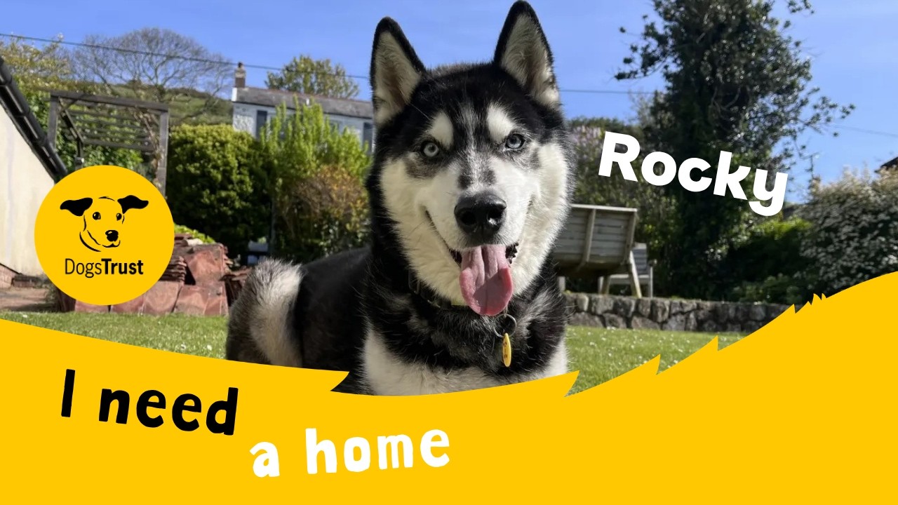 Rocky Husky video