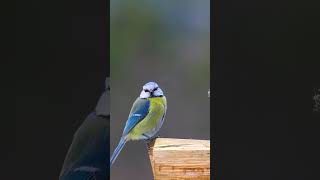 Beautiful Bird | Wildlife Photography | Canon Wildlife | Ag Wildlife