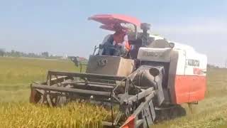 Kubota harvests rice fast#001 1