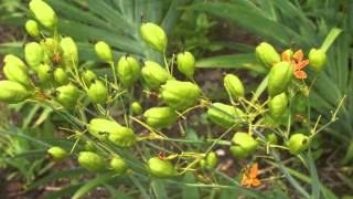 Plant portrait - Blackberry lily (Belamcanda chinensis)