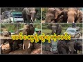 ဆင်တွေနဲ့ဆွဲရတဲ့လမ်း