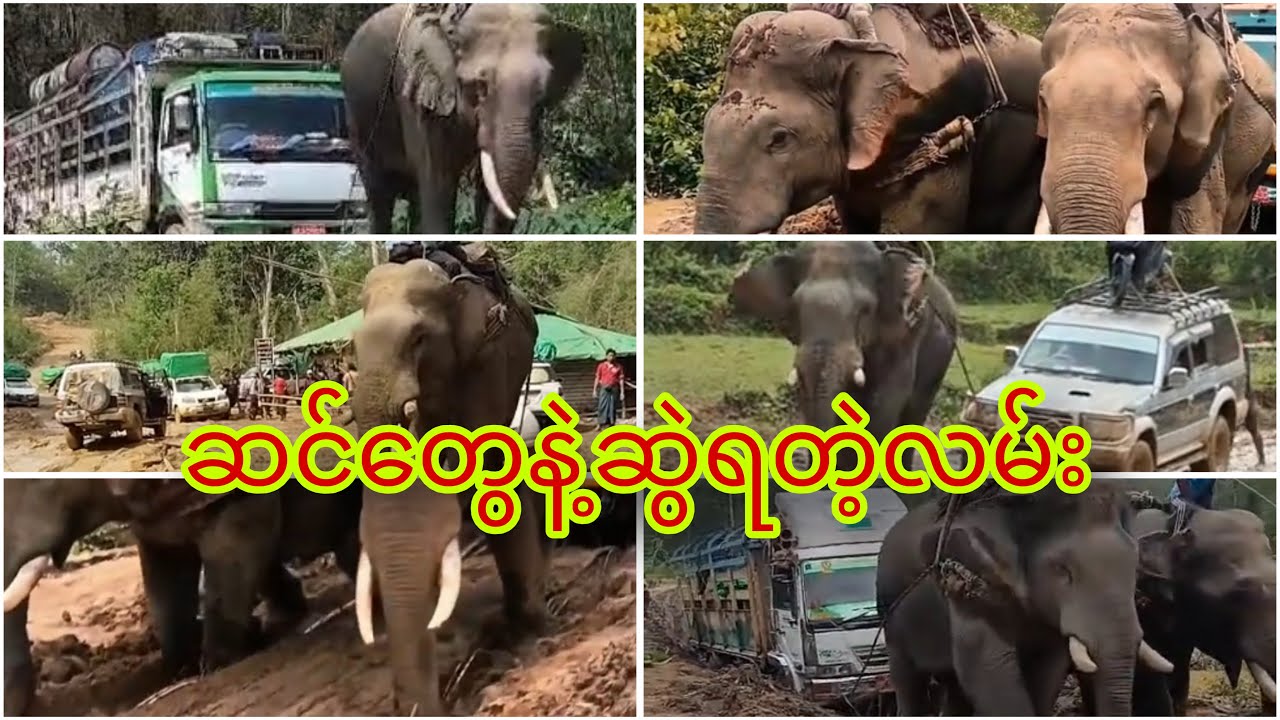 ဆင်တွေနဲ့ဆွဲရတဲ့လမ်း