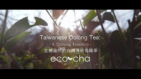 Taiwanese Oolong Tea:  A Thriving Tradition | Eco-Cha Teas - DayDayNews