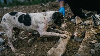 An elderly stray dog, driven by pure kindness, scratched open the rocks to rescue a buried kitten.