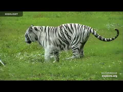 Vacation Rotation - Big Cat Rescue | 2016 - 2023 Highlights