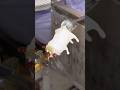 I made a pug🐶🎩 パグを吹きガラスで作ってみました🧤🎩　#glassblowing #satisfying #pug #dog #process #犬