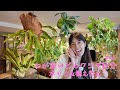 #36 わが家のビカクシダ紹介 水やり方法＆植え替え！／ Showing off my Platycerium at home