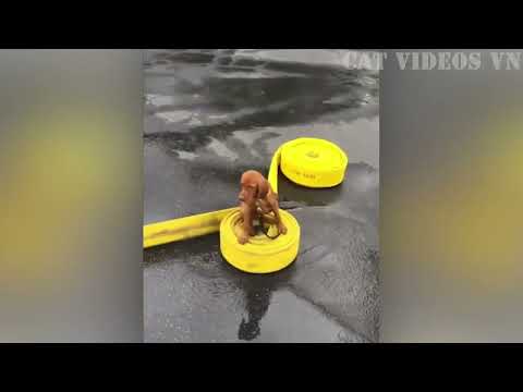 Funniest Animals Video 2023   Best Funny Cats and Dogs   Funny Animal Videos