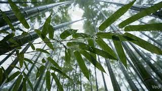 Bamboo Forest in the Rain — Pure Japanese Zen Calm