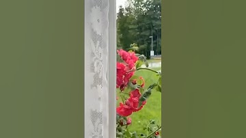 سورة الشعراء / المنشاوي #القرآن_الكريم #المنشاوي #سورة_الشعراء #تلاوات #تلاوات_خاشعة #quran #تلاوات