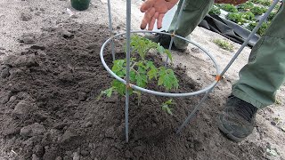 Planting Tomatoes in your Garden