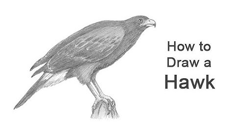 How to Draw a Hawk (Harris