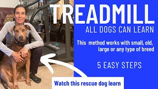 How to teach your dog to walk or run on a treadmill