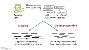 WES, sequence alignment, variant calling and annotation review, part 1